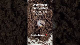 Lycomedes burmeisteri   ブルメイスターエボシヒナカブト