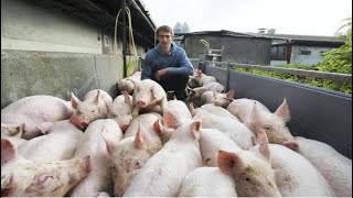 Pig Farm in Bangladesh | বাংলাদেশে শুকর পালন কারা কীভাবে করে?