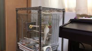 きれいな声で鳴くオカメインコ