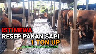 SAPI ISTIMEWA SUPER JUMBO INI RAHASIA NYA !!! 3 BULAN 1 TON UP #sapijum #sapisuperjumbo#comboransapi