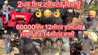 February 7, 2025 📞9815647787☎️ #ਜਰਸੀ ਵੈੜ #ਝੋਟੀ #sale #topquality #viralvideo #share #amritsarpunjab