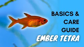 Ember Tetra: Basics And Care Guide