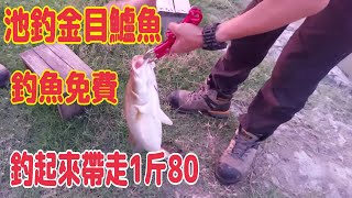 釣金目鱸魚免費 釣起來的帶走1斤80元（第116部）Fishing golden-eye perch is free, and if you catch it, take away 1 catty