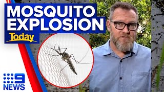 Mosquito influx hitting Australia's east coast amid La Niña | 9 News Australia