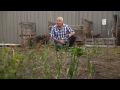 The Garden Gurus - Growing Garlic