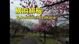 横浜緋桜も満開（2022年 横浜プラプラ散歩）