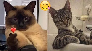 FUNNY MOMENTS OF CUTE CATS😽🤣🤣|FUNNY ANIMAL MOMENTS #cat #funny #comedy #funnycat #cats part21