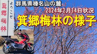 2025年の参考に【箕郷梅林】2024年2月14日開花状況～群馬県榛名山の麓(高崎市)箕郷梅林蟹沢会場の様子(2月25日～3月下旬)榛名梅林榛名の梅祭り＆みさと梅まつり開催