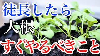 【大根】ひょろガリに徒長しても簡単に解決できます。間引きタイミングもついでに解説