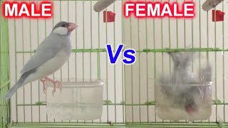 Java Bird Bathing | MALE Vs FEMALE | Awesome Slow Motion