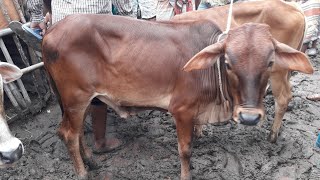 আজ ১১ জুন শুক্রবার || ছোট ছোট শাহিওয়াল ষাঁড় গরুর দাম || আমবাড়ী হাট || shahiwal shar goru dam