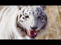 jungle animal discovery 60fps 4k ultra hd 4k animals