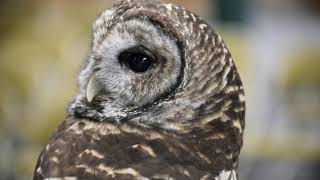Owls can rotate their heads 270 degrees!
