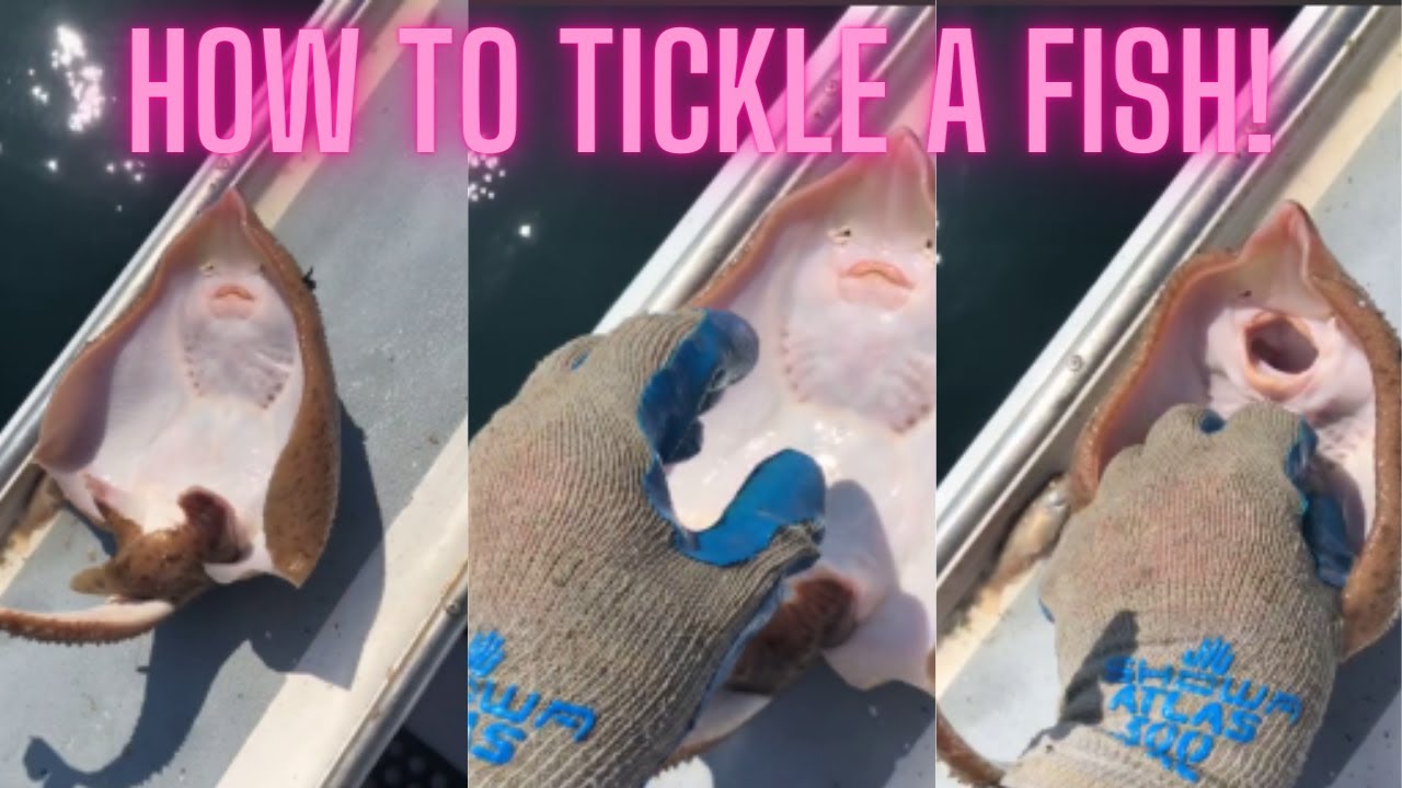 How To Tickle A Fish Youtube