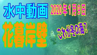 水中動画（2020年1月9日）in 花暮岸壁