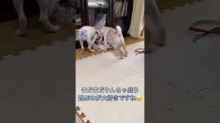 【預かり仔犬うるるトライアル決定！】姉妹犬に会いに行ったよ😌