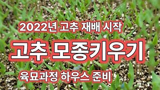 고추 모종 키우기 육묘과정 가식준비 괴산청결고추 [고추재배방법]