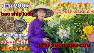 🌲26/12☎️vườn mai bạn Quyên☎️mai ghép chơi tết🌲1 cây bao ship tặng chậu🌲đơn đủ 200k bao ship