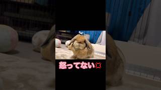 飼い主のほうが構ってちゃんになりました #うさぎ #ベルちゃん #ホーランドロップ #rabbit #bunny