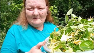 Harvesting and Making Honeysuckle Jelly
