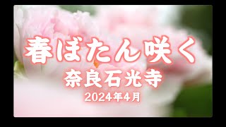 奈良花の寺「石光寺（染寺）」の春ぼたんが咲きました　2024年4月