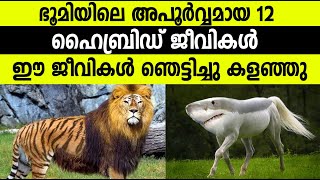 ലോകത്തെ ഞെട്ടിക്കുന്ന 12 ഹൈബ്രിഡ് ജീവികള്‍ Top 10 amazing hybrid animals ഇങ്ങനെയും ജീവികള്‍ ഉണ്ട് !