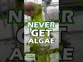 PRO TIP: Never Get Algae With This Tip!