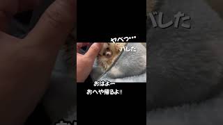 寝たふりをするハリネズミ　                     A hedgehog pretending to be asleep