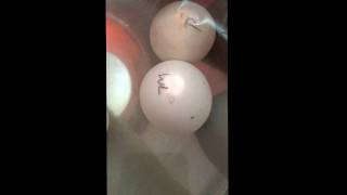 Float testing overdue duck eggs