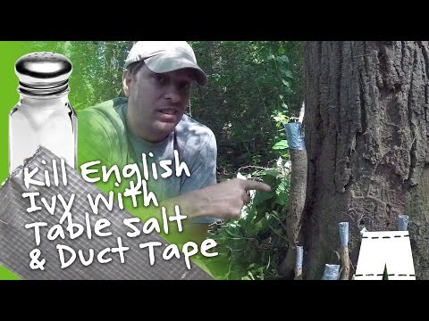 How To Kill English Ivy Vines With Salt & Duct Tape DIY How To Kill English Ivy Vines With Salt & Duct Tape DIY