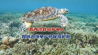 小海龟从孵化到游回大海竟然如此艰难？看西沙群岛护龟人如何为海龟产卵保驾护航