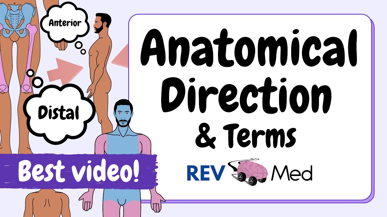 Anatomical Terms: Direction & Position (BEST VIDEO) - YouTube