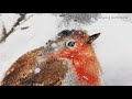 bird in the snow watercolor painting tutorial shyang watercolor