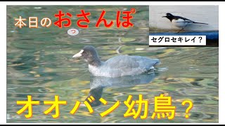 オオバン幼鳥？セグロセキレイ？・本日のおっさんぽ