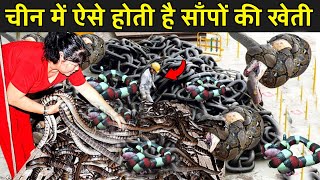 चीन में ऐसे होती है साँपों की खेती | Snake Farming In China Hindi | Fact Mantra