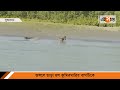 অবশেষে জঙ্গলে ফিরল বাঘ royal bengal tiger ei samay