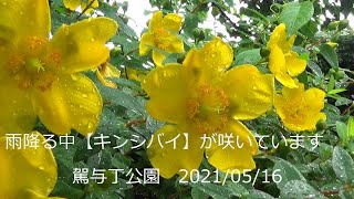 【キンシバイ】雨降る中　咲いています　駕与丁公園Hypericum patulum blooming in the rain　Kayoicho Park 2021/05/16