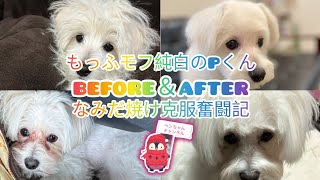 #涙やけ 【涙やけ対策のbefore＆after】#ビションフリーゼ