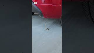 Baby eastern brown snake fighting red back spider under car in Australia | ABC A