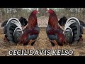 Pure Cecil Davis Kelso Dan Gray Roundhead Yellow Leg Hatch - Antonio Deras Big Farm