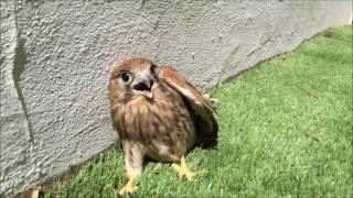 CERNÍCALO PRIMILLA EN EL JARDÍN ( LO ADOPTO )