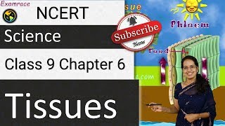 NCERT Class 9 Science Chapter 6: Tissues | CBSE | IBO | NTSE | NSTSE | NSO | Olympiad