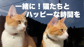 窓際ドラマ！2匹の猫が可愛いプレイを繰り広げる！不思議な会話と意外な展開！/Japanese cat.