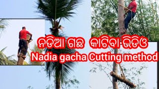 ନଡିଆ ଗଛ କାଟିବା ଭିଡିଓ # Nadia gacha Cutting method # Nadia gacha Cutting Viral VIDEO # Subscribe