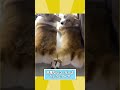 コーギーさんの動画見てほっこりしたらおやすみwwww 動物 コーギー ほっこりショート