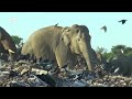 plastic கழிவுகளை தின்று சாகும் யானைக் கூட்டம் srilanka elephants dw tamil