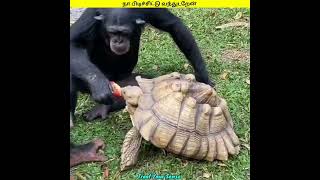 நா பிடிச்சுட்டு வந்துடறேன் | Funny Animals Voice Over Shorts 🐾😂