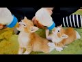 ミルクをがぶ飲みして口から溢れてしまう子猫。【保護猫】