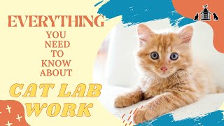 Everything You Need to Know About Cat Lab Work