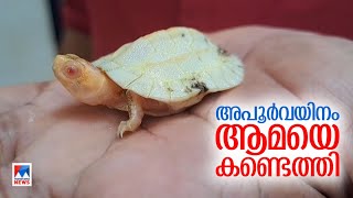 അത്യപൂർവ ഇനത്തിൽപെട്ട ആമയായ ആൽബിനോ ആമയെ കണ്ടെത്തി ​| Kozhikode Tortoise